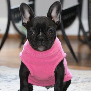 DESIGNER Dog Clothes - TOY breeds